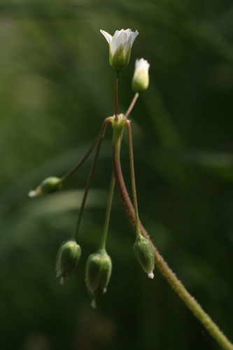 Jagged Chickweed
