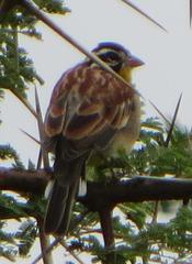 Emberiza flaviventris kalaharica