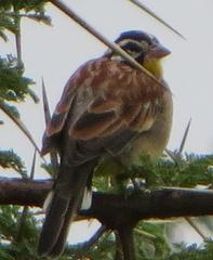Emberiza flaviventris kalaharica