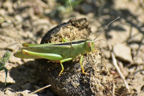 Heteracris pterosticha