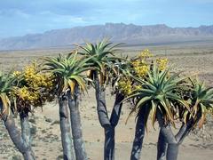 Aloidendron pillansii