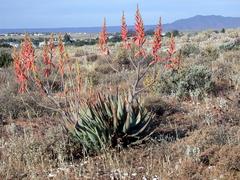 Aloe falcata