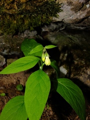 Symphytum tuberosum