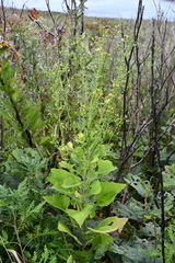 Lactuca raddeana