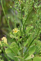Lactuca raddeana