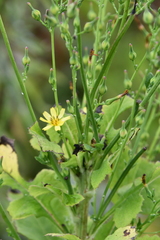 Lactuca raddeana