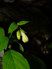 Symphytum tuberosum