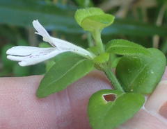 Justicia tubulosa late-ovata