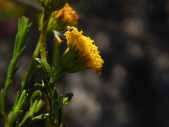 Chrysocoma esterhuyseniae