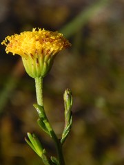 Chrysocoma esterhuyseniae