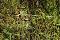Hermas ciliata