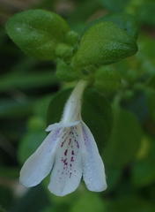 Justicia tubulosa late-ovata