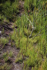 Hermas ciliata