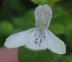 Justicia tubulosa late-ovata