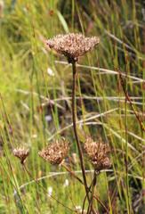 Hermas ciliata