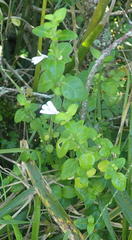 Justicia tubulosa late-ovata