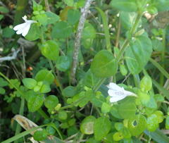 Justicia tubulosa late-ovata