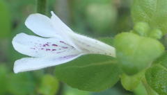 Justicia tubulosa late-ovata