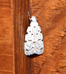 Symmoca signatella
