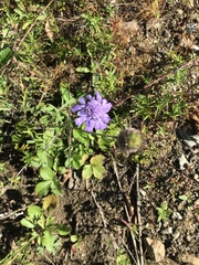 Scabiosa lachnophylla