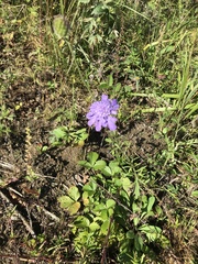 Scabiosa lachnophylla