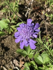 Scabiosa lachnophylla