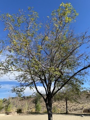 Colophospermum