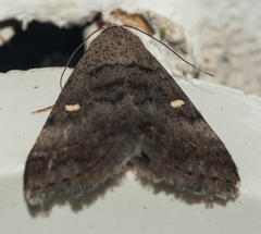 Acantholipes namacensis