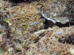 Pachygrapsus minutus