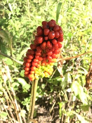 Arisaema amurense
