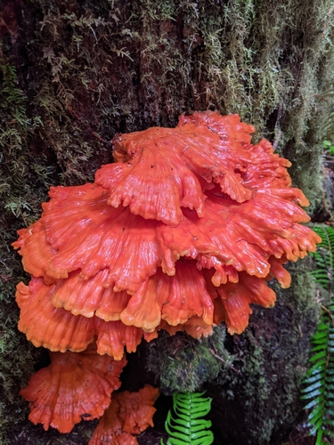 Conifer Chicken of the Woods