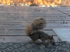 Sciurus niger