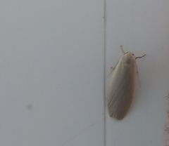 Eilema griseola