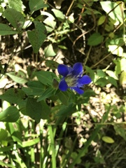 Gentiana scabra