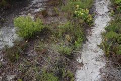 Centella macrocarpa macrocarpa