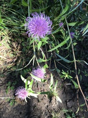 Cirsium vlassovianum