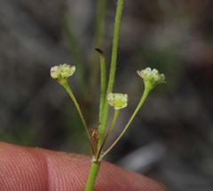 Centella macrocarpa macrocarpa