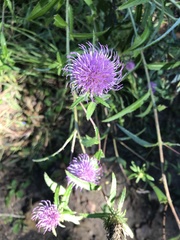 Cirsium vlassovianum