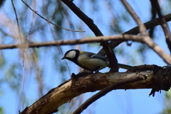 Parus minor