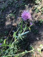 Cirsium vlassovianum