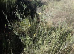 Senecio leptophyllus