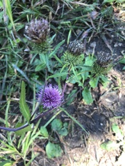 Cirsium vlassovianum