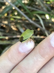 Palomena viridissima