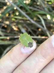 Palomena viridissima