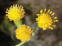 Senecio leptophyllus