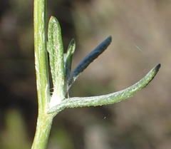 Senecio leptophyllus