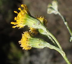 Senecio leptophyllus