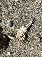 Hemigrapsus sanguineus