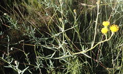 Senecio leptophyllus
