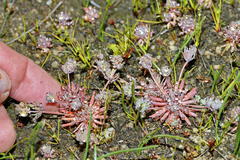 Adenogramma mollugo
